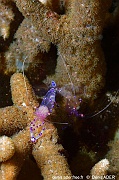 Ancylomenes savasvati-Bangka Demak-7m-20240926-da-DSC_0320_tn